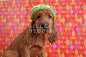 Long-eared puppy in green knit hat
