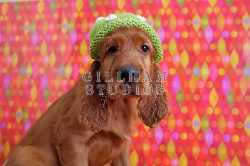 Long-eared puppy in green knit hat